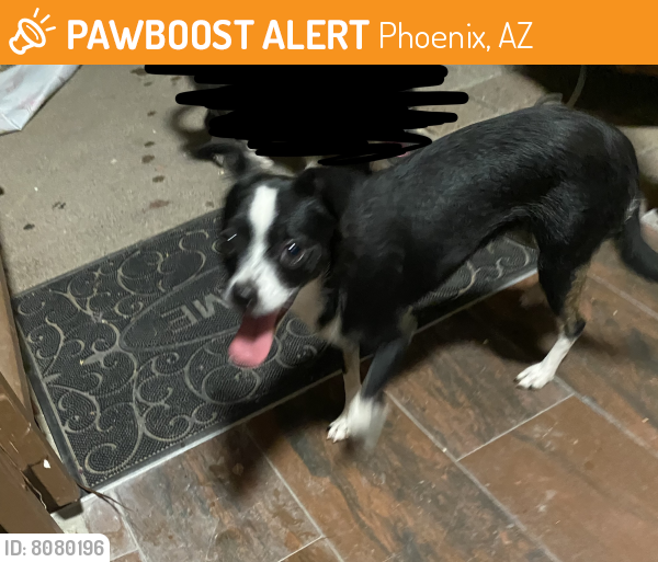Found/Stray Female Dog last seen camelback road, Phoenix, AZ 85018
