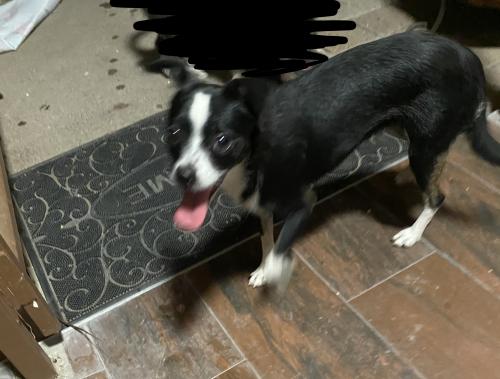 Found/Stray Female Dog last seen camelback road, Phoenix, AZ 85018