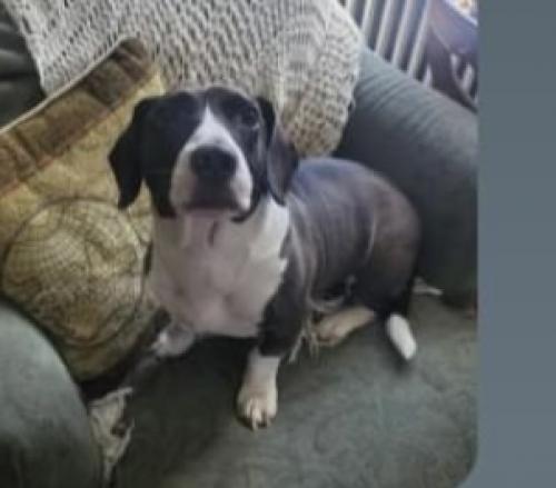 Lost Male Dog last seen Kessler Road Lansdowne MD, Lansdowne, MD 21227