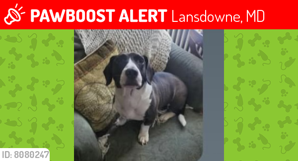 Lost Male Dog last seen Kessler Road Lansdowne MD, Lansdowne, MD 21227