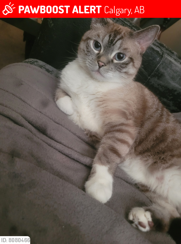 Lost Female Cat last seen 7th street and 12th ave s.w. , Calgary, AB 