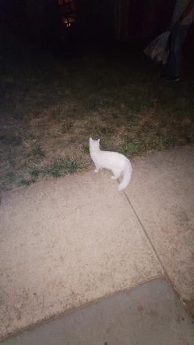 Found/Stray Unknown Cat last seen Manassas, Manassas, VA 20110