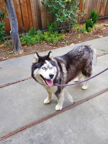 Found/Stray Female Dog last seen Mission blvd/ Tamarack, Union City, CA 94587