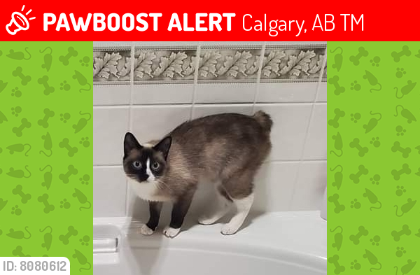 Lost Female Cat last seen Cranston Drave, Calgary, AB T3M
