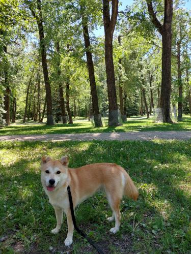 Lost Female Dog last seen Royal sunalta park, 캘거리, AB T3C 0W5