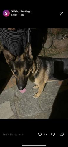 Found/Stray Female Dog last seen Behind Foodmax, San Jose, CA 95122