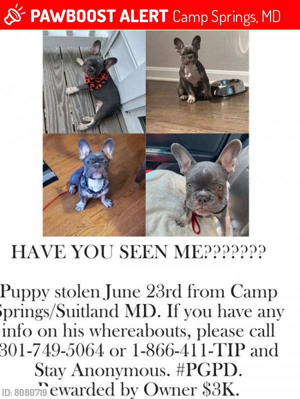 Lost Male Dog last seen Telfair Blvd./Auth Road, Camp Springs, MD 20746