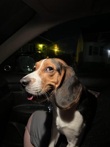 Found/Stray Male Dog last seen Westbroad and Rockwell , Stratford, CT 06615
