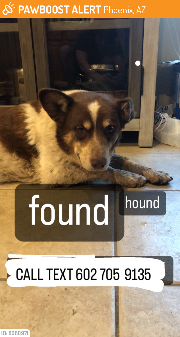 Found/Stray Unknown Dog last seen 33rd dr and sandra terrace, Phoenix, AZ 85053