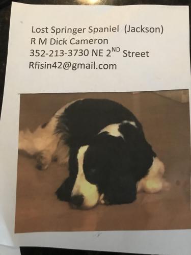 Lost Male Dog last seen NE 156th Ave and 2nd Street, Gainesville, FL 32609