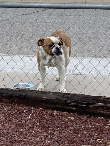 Found/Stray Female Dog last seen Benavides and Catalina, Albuquerque, NM 87121