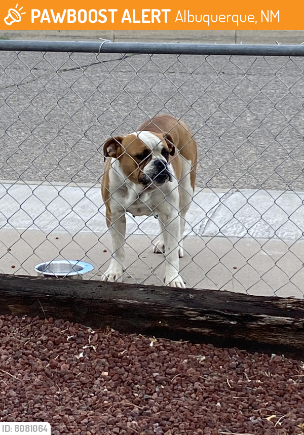 Found/Stray Female Dog last seen Benavides and Catalina, Albuquerque, NM 87121