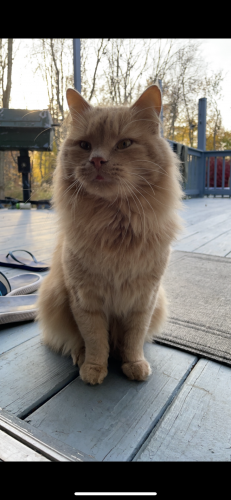 Lost Male Cat last seen Newfield court , Stamford, CT 06905