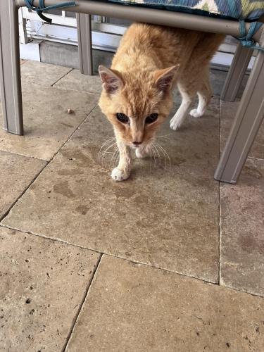 Found/Stray Unknown Cat last seen Spain & Morris, Albuquerque, NM 87111