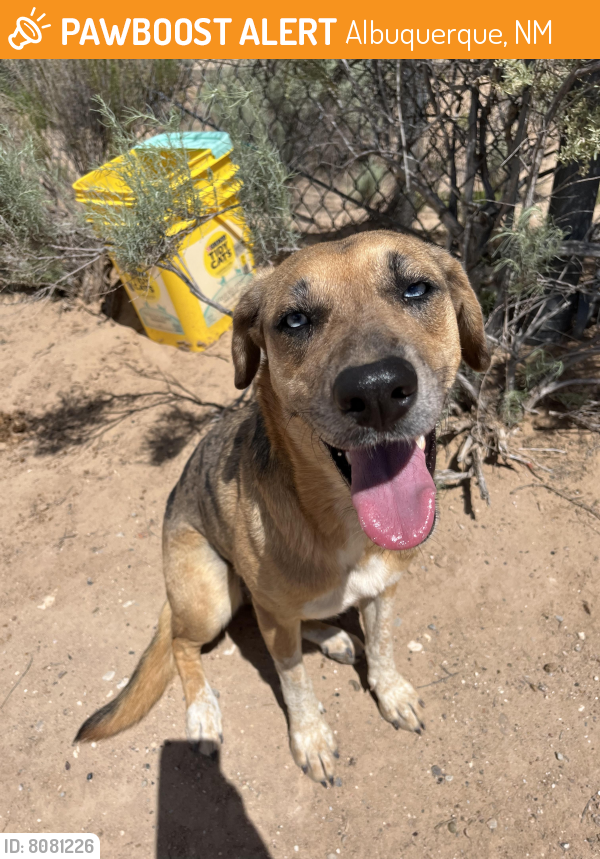 Rehomed Female Dog last seen Irving and Universe , Albuquerque, NM 87114
