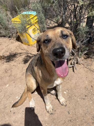 Found/Stray Female Dog last seen Irving and Universe , Albuquerque, NM 87114