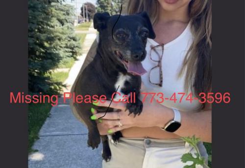 Lost Female Dog last seen 47th and Cicero Ave , Chicago, IL 60632