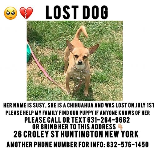 Lost Female Dog last seen Huntington , Huntington, NY 11743