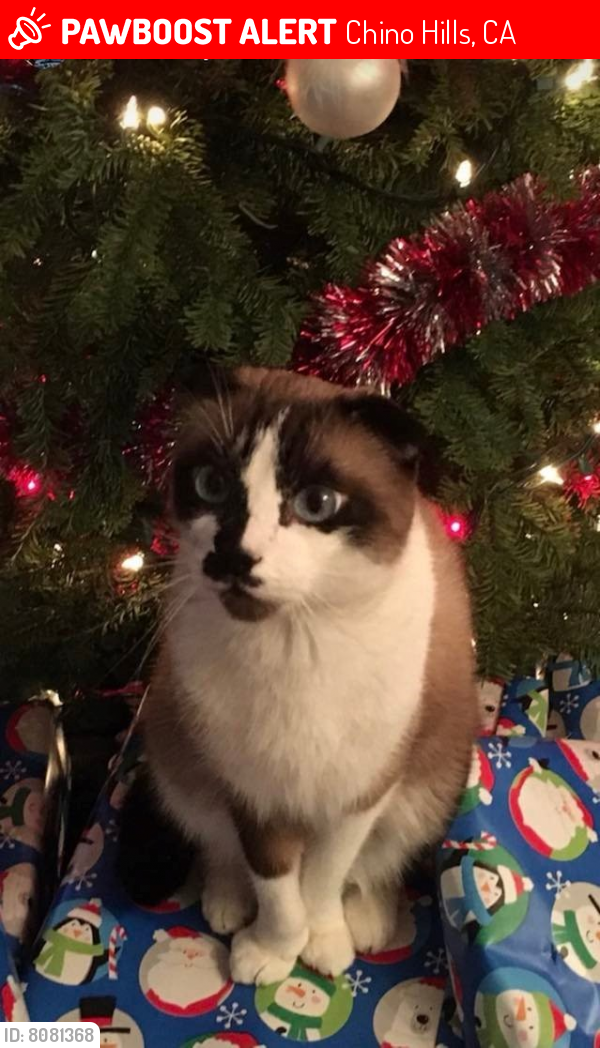 Chino Hills, CA Lost Male Cat, Cookie Is Missing PawBoost