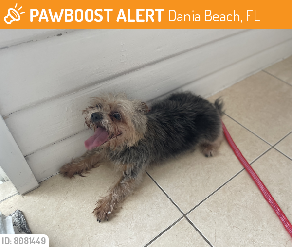 Found/Stray Female Dog last seen Sw 47th st and anglers ave, Dania Beach, FL 33312