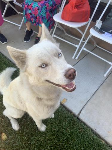 Found/Stray Male Dog last seen Bloomington , Bloomington, CA 92316