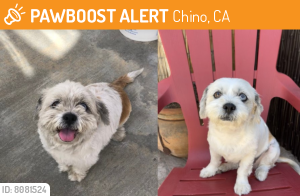 Found/Stray Female Dog last seen Fern Ave CHINO CA, Chino, CA 91708