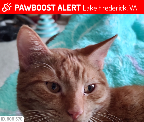 Lost Male Cat last seen Near Emperor Drive, Lake Frederick, VA 22630