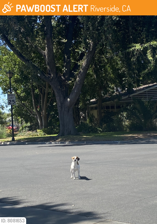 Found/Stray Male Dog last seen Crowell & Helena, ran toward Diana, Riverside, CA 92504