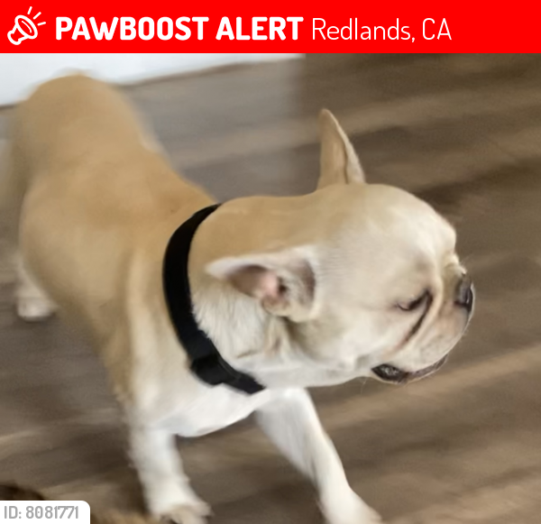 Lost Male Dog last seen Near w Colton Redlands ca, Redlands, CA 92374