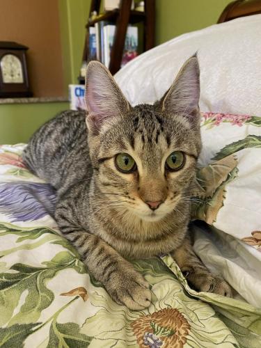 Lost Male Cat last seen Atrisco Dr NW and Milne Rd NW, Albuquerque, NM 87120