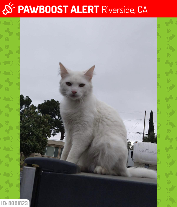 Lost Male Cat last seen Camino Del Sol, Riverside, CA 92508