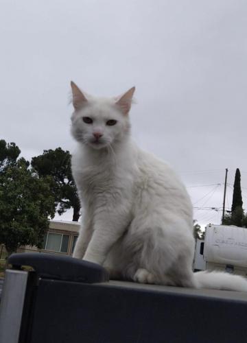 Lost Male Cat last seen Camino Del Sol, Riverside, CA 92508