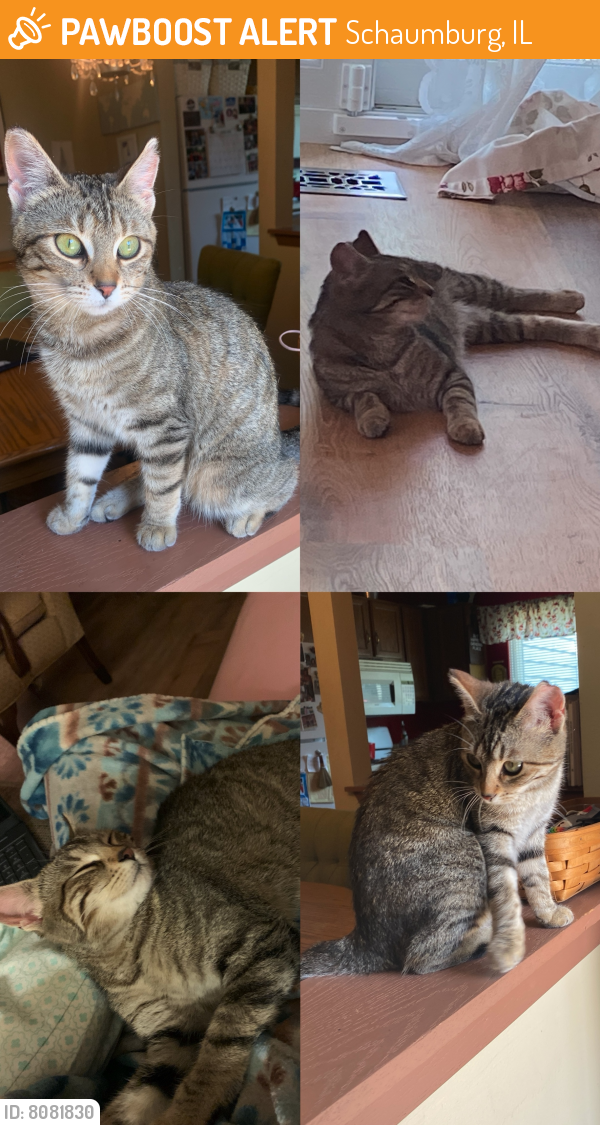 Found/Stray Female Cat last seen E Hartford Drive by Old Nantucket park, Schaumburg, IL 60168