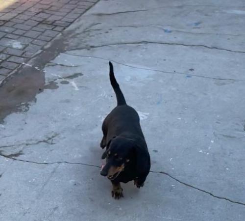 Lost Male Dog last seen Cherry av . And  Foothill Blvd. , Fontana, CA 92336