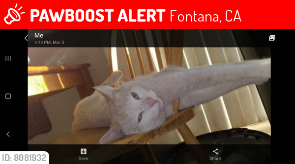 Lost Male Cat last seen Baseline & Juniper , Fontana, CA 92336
