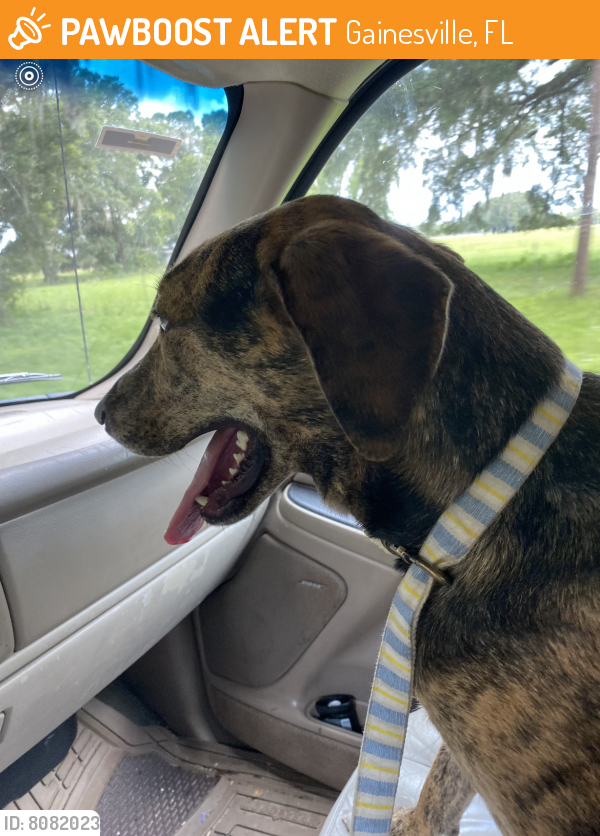 Rehomed Unknown Dog last seen CO rd 2082 & hawthorn rd, Gainesville, FL 32641