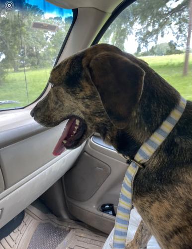Found/Stray Unknown Dog last seen CO rd 2082 & hawthorn rd, Gainesville, FL 32641