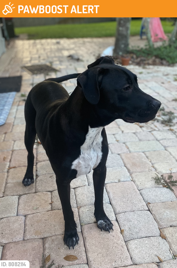 Rehomed Male Dog last seen SW 172 Ave between Griffin and Sheridan, Southwest Ranches, FL 33331