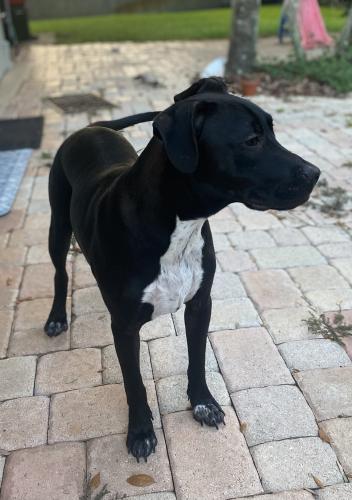 Found/Stray Male Dog last seen SW 172 Ave between Griffin and Sheridan, Southwest Ranches, FL 33331