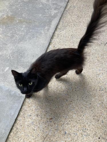 Found/Stray Unknown Cat last seen Blaney Road and White Pond Road, Elgin, SC 29045