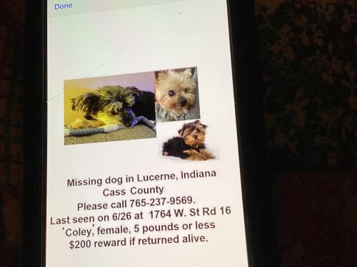 Lost Female Dog last seen St Rd. 16 - 1764 W. State Rd. 16, Lucerne, IN 46950