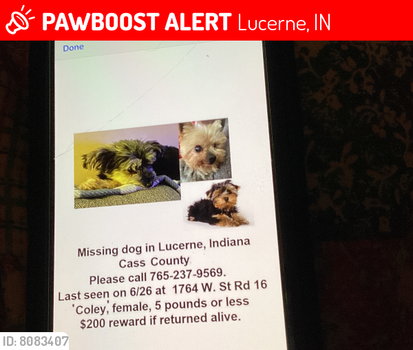 Lost Female Dog last seen St Rd. 16 - 1764 W. State Rd. 16, Lucerne, IN 46950