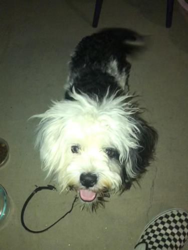 Found/Stray Unknown Dog last seen 36th & Sweetwater, Phoenix, AZ 85032