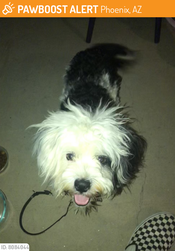 Found/Stray Unknown Dog last seen 36th & Sweetwater, Phoenix, AZ 85032