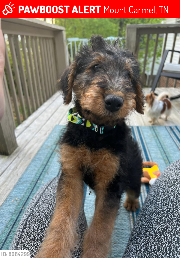 Mount Carmel, TN Lost Male Dog, Duke Is Missing PawBoost