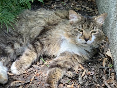 Lost Female Cat last seen Oak hill ests, Oak Hill, VA 20171