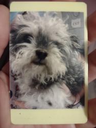 Reunited Male Dog last seen Amor street, Leesburg, FL 34748