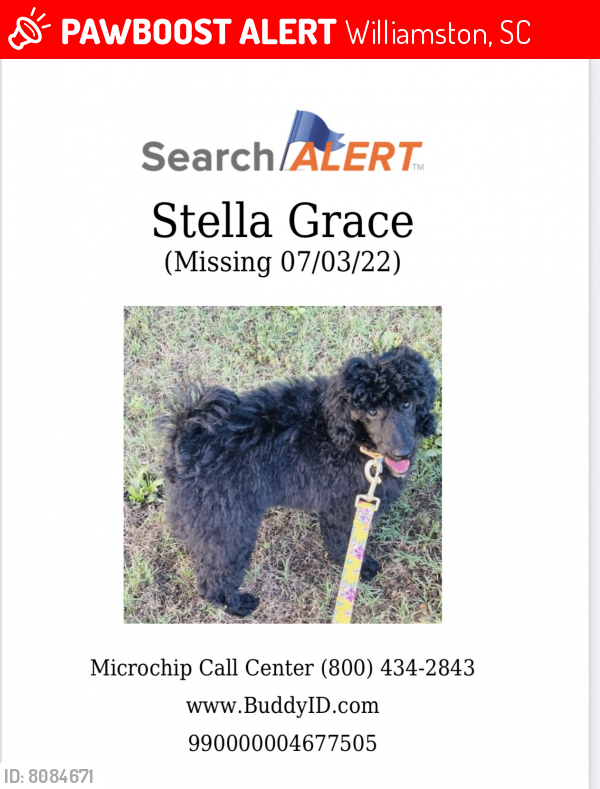 Lost Female Dog in Williamston, SC 29697 Named Stella Grace (ID