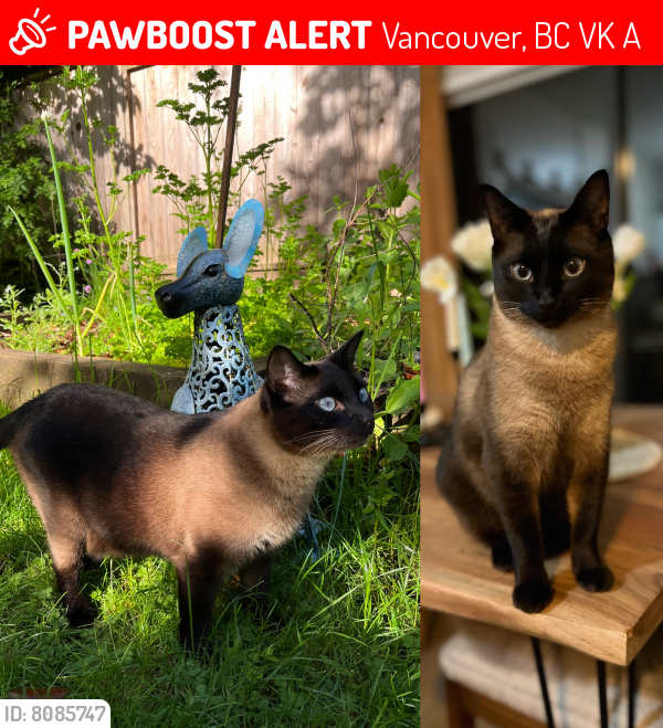 Lost Female Cat last seen W 8th Ave & Arbutus, Vancouver, BC V6K 2A5