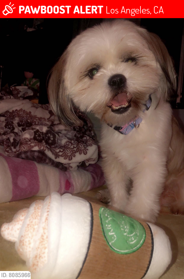 Lost Male Dog last seen Alexandria & Clinton , Los Angeles, CA 90004